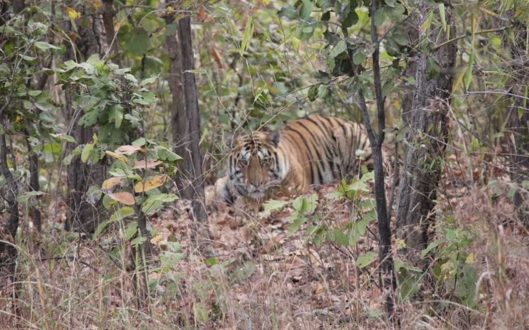 Seeing from within at Kanha, Madhya Pradesh